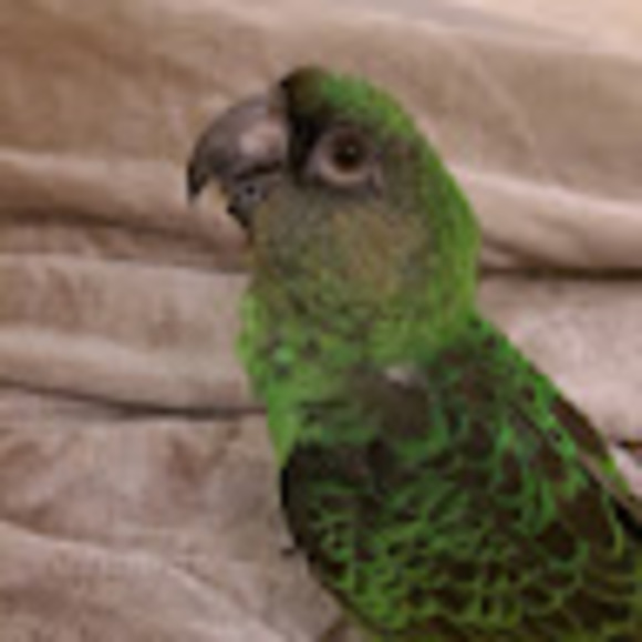 Meet your Posher, Dennis - Picture 1 of 1